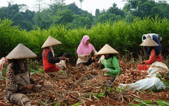 Nasib Petani & Retorika Politik